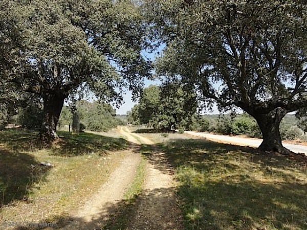 20 - road to morilla - via de la plata - camino de santiago - spain The road to Morille