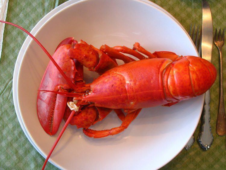 Maine lobster