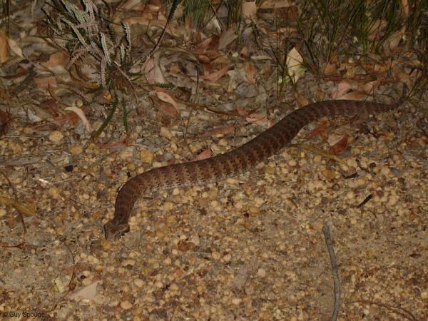 Ten more photos from the Bibbulmun Track 4 Snakes galore!