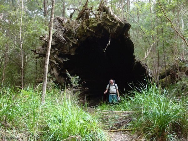 Ten more photos from the Bibbulmun Track 2 If a tree falls in the forest...