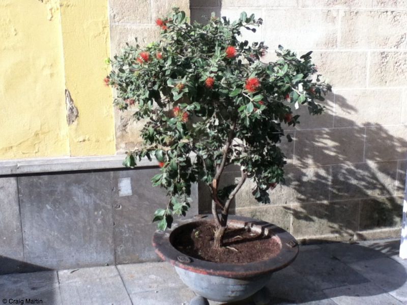 Pohutukawa in Jerez Pohutukawa in Jerez - Travel diary 2012