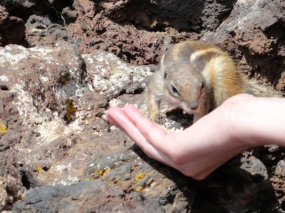 Chipmunks are cute.