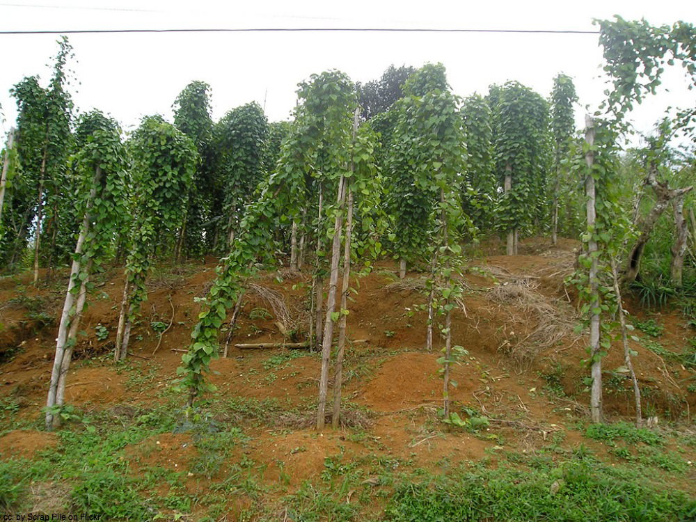 Yams in Jamaica