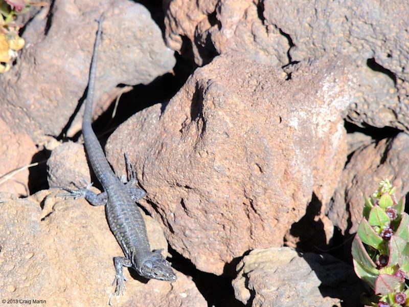 Fuerteventura calderon hondo volcano hike canary islands spain 03