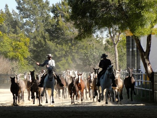 Things to do andalusia horses jerez  yeguada de la cartucha