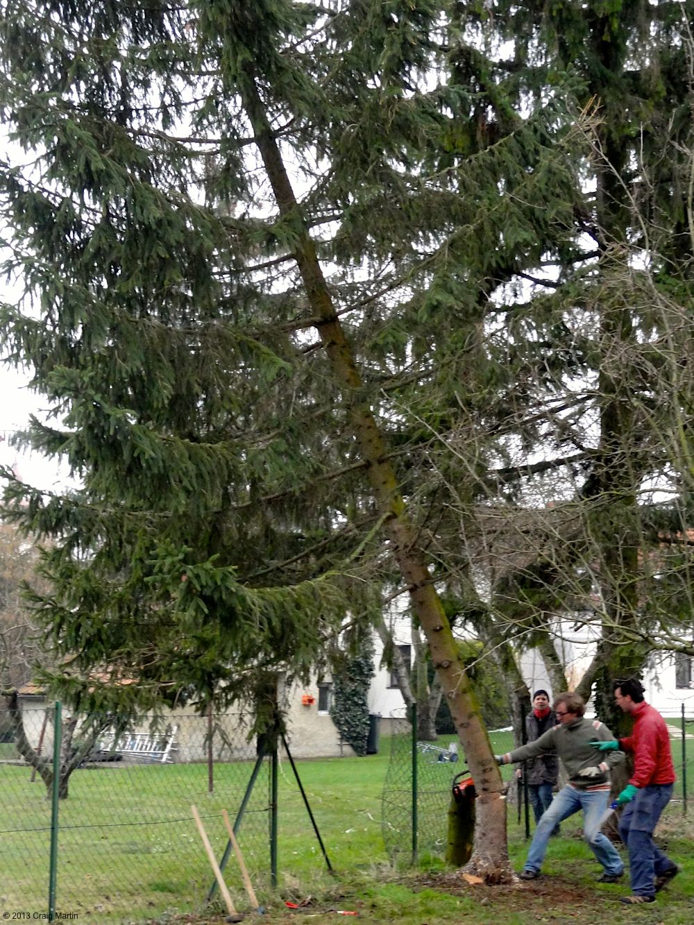 Tree felling.