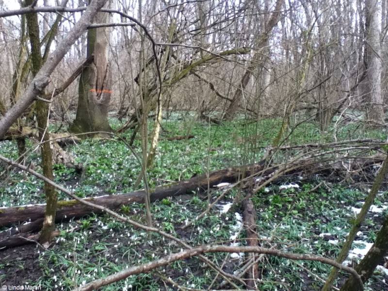 Wild garlic in the forest.