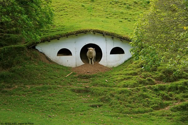 hobbiton sheep matamata new zealand