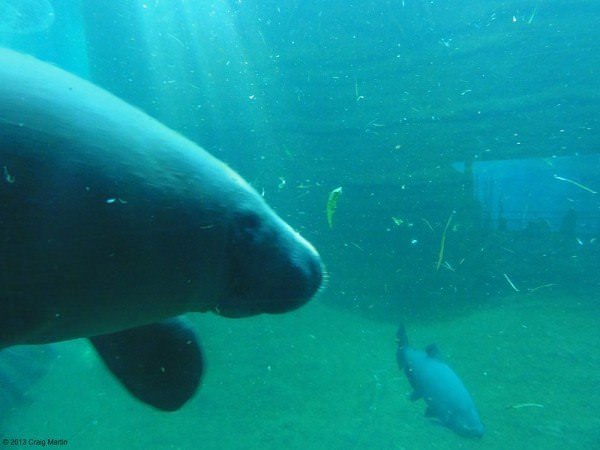 Manatee at Nuremberg Zoo.