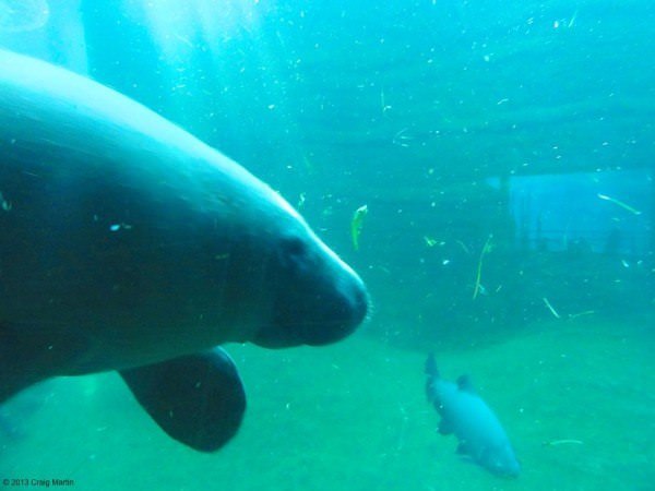 A lovely city: the Nuremberg podcast 12 And we were able to see manatees for the first time. They're huge!