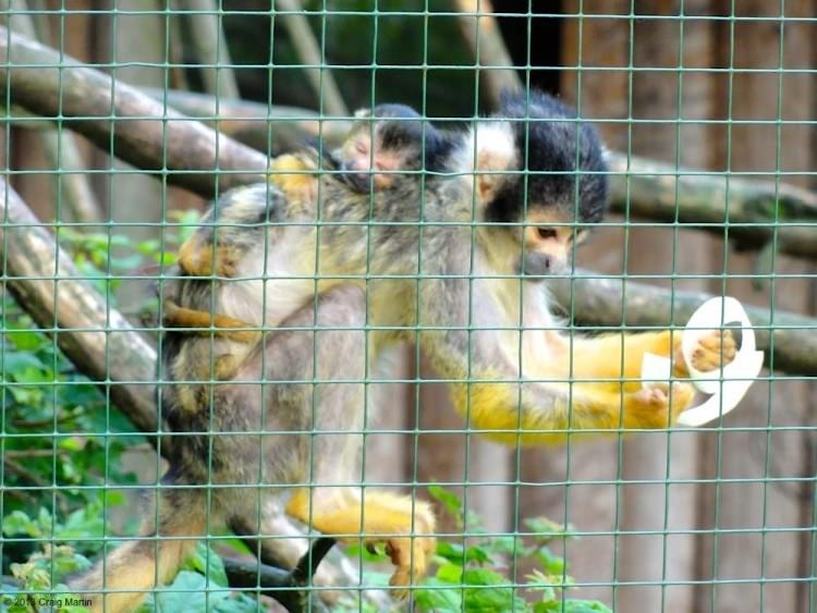 nuremberg zoo