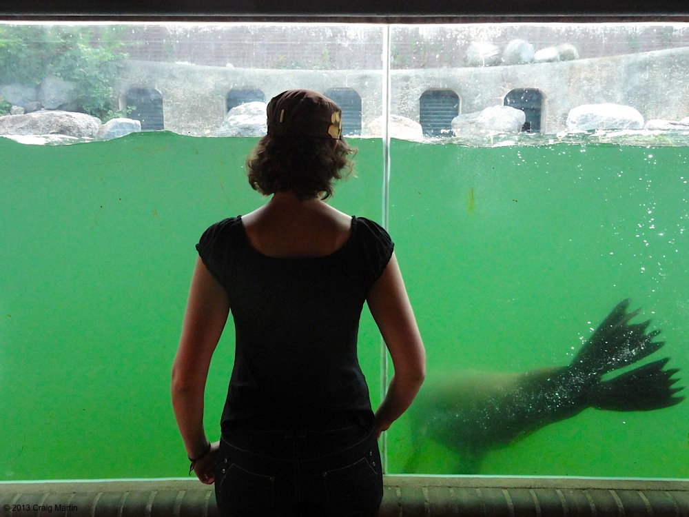 Seals at Leipzig Zoo.