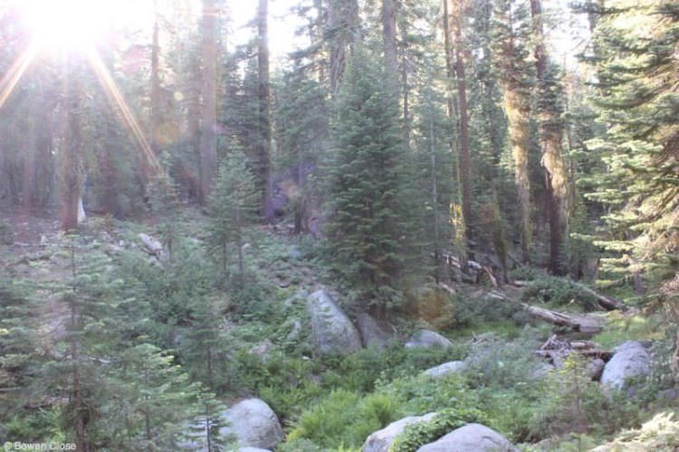 Visit Yosemite National Park