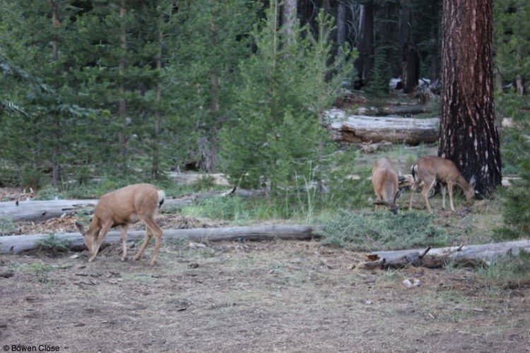 Visit Yosemite National Park
