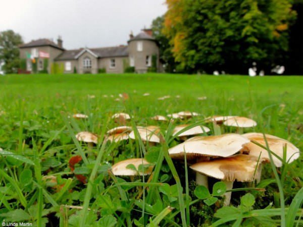 Bansha Castle.