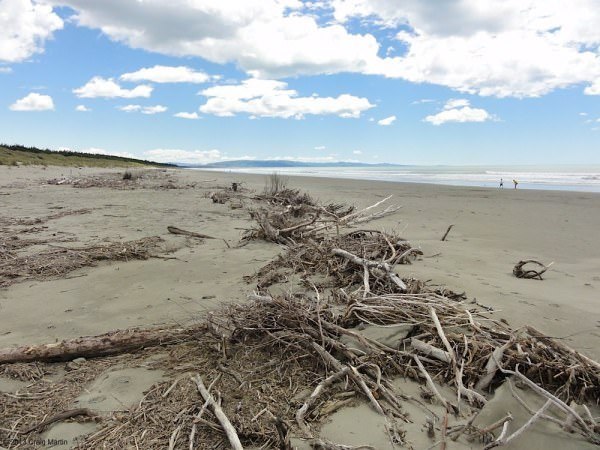Driftwood.