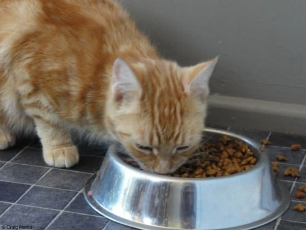 We have cats! Temporarily, anyway.