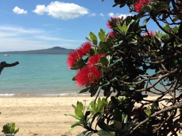 Home on the road: the housesitting podcast 4 Gorgeous beach view with pohutukawa tree in new zealand