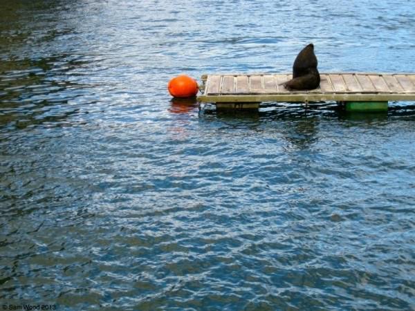 Sealions really like Valdivia!