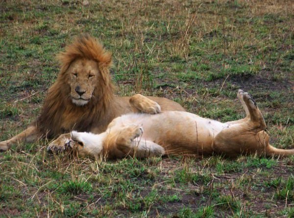 Lions.