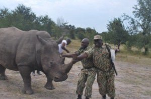Seven ways to save Africa's rhinos 2 Inongwe saved from snare