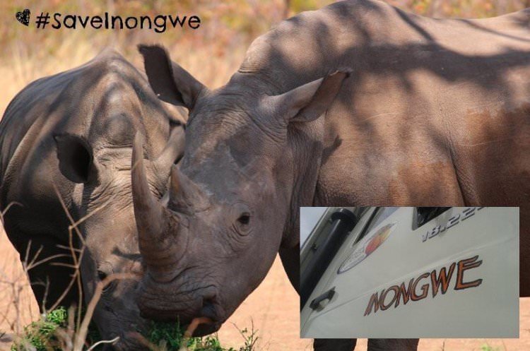 Seven ways to save Africa's rhinos 6 SaveInongwe campaign Inongwe truck Acacia Africa - Seven ways to save Africa's rhinos