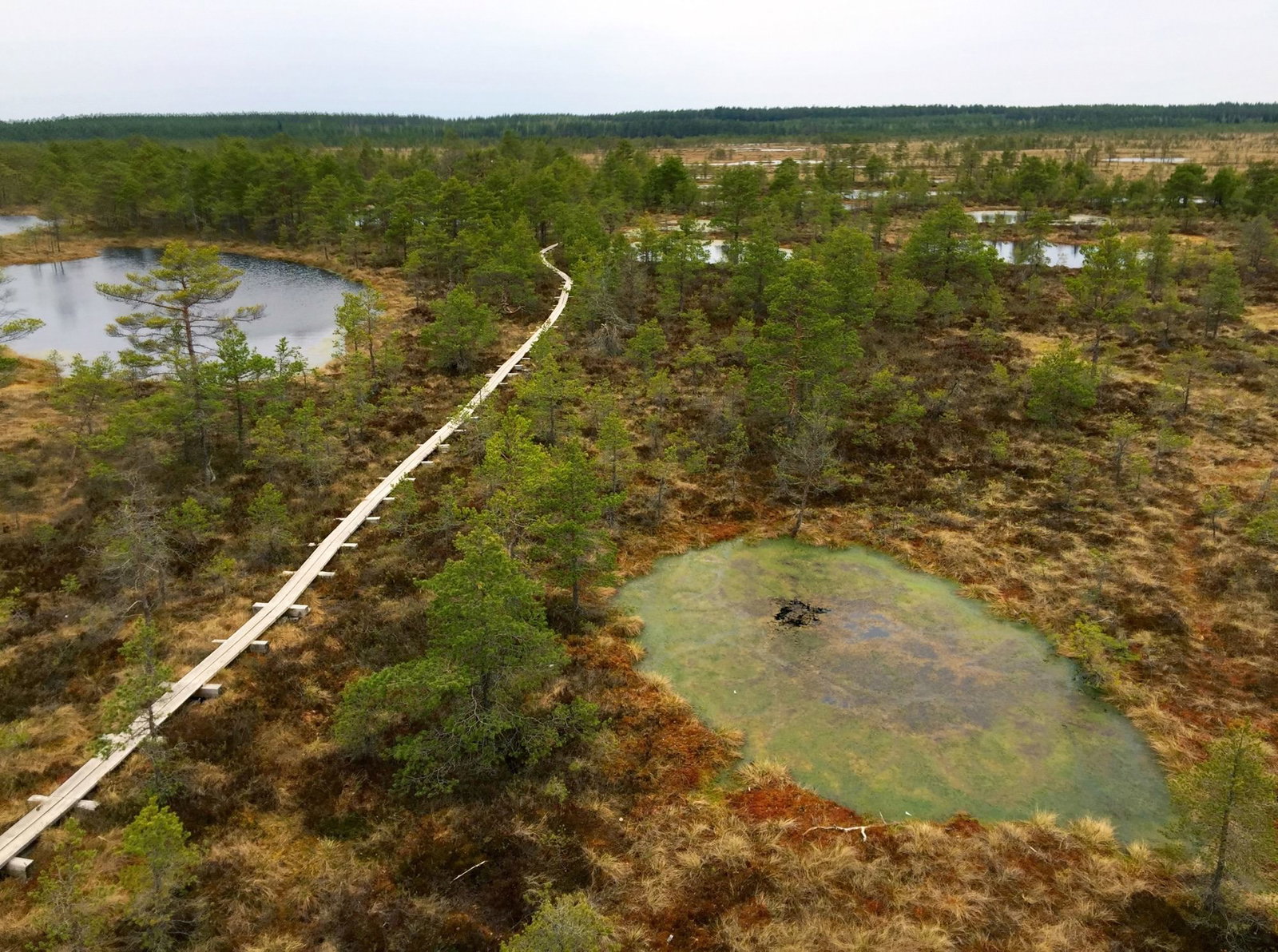 Four full days in Estonia: the Estonia podcast 3 Bog walking in Kõnnu Suursoo national park