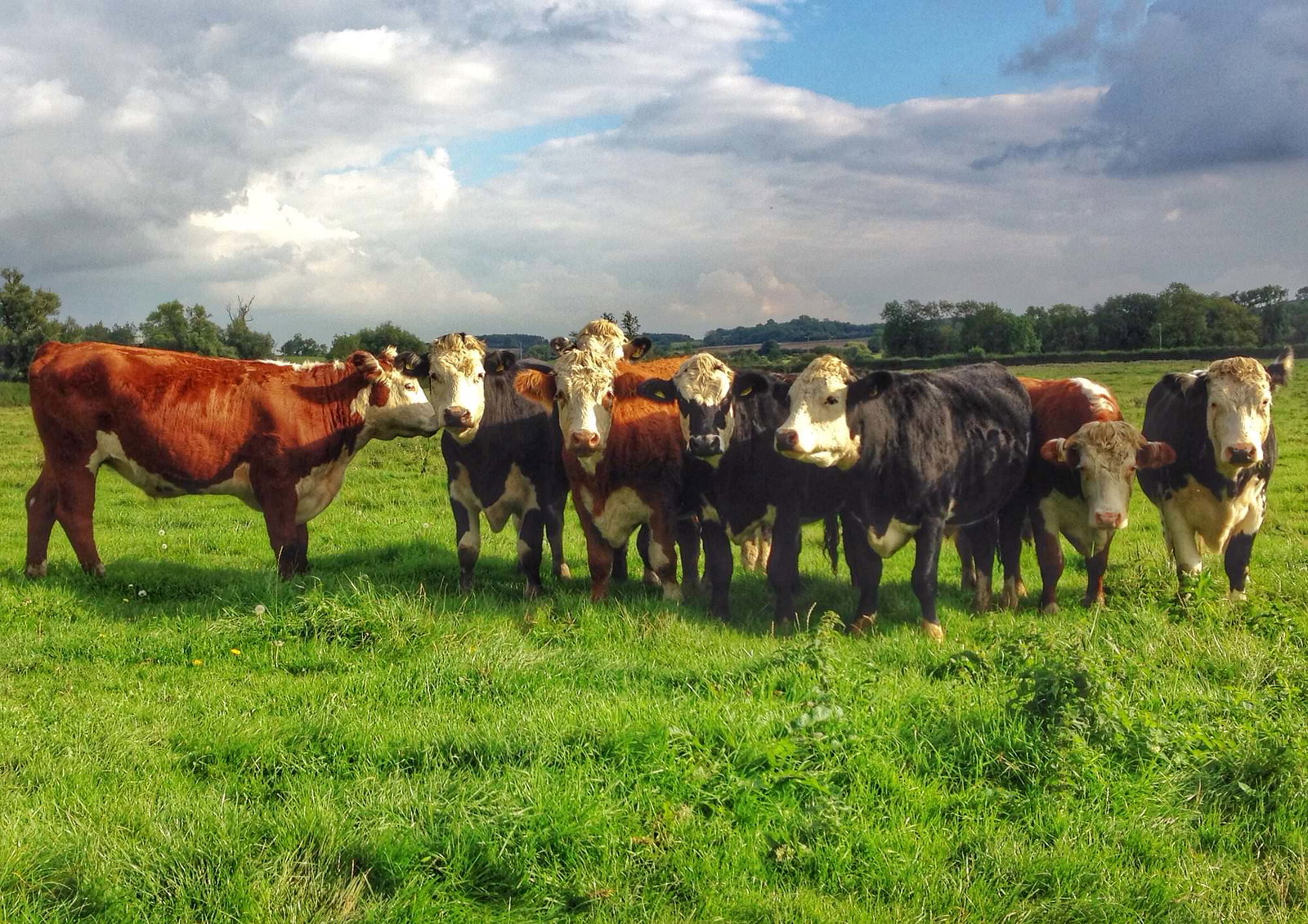 Cows near Oundle UK