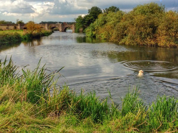 Dog in river near Oundle UK