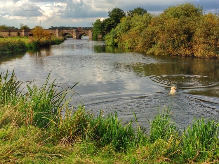 How to get around the United Kingdom: the UK transport podcast 5 Dog in river near Oundle UK