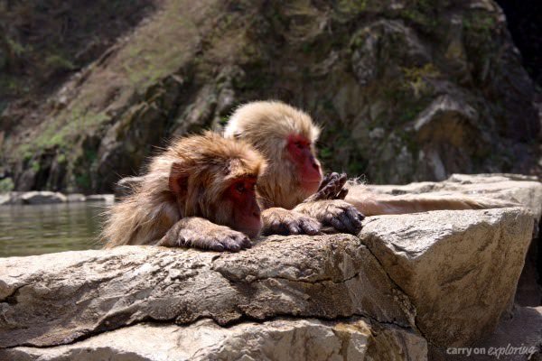 Snow monkeys at Jigokudani Monkey Park in Japan