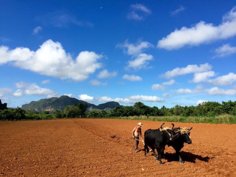 Vi&ntilde;ales, Cuba