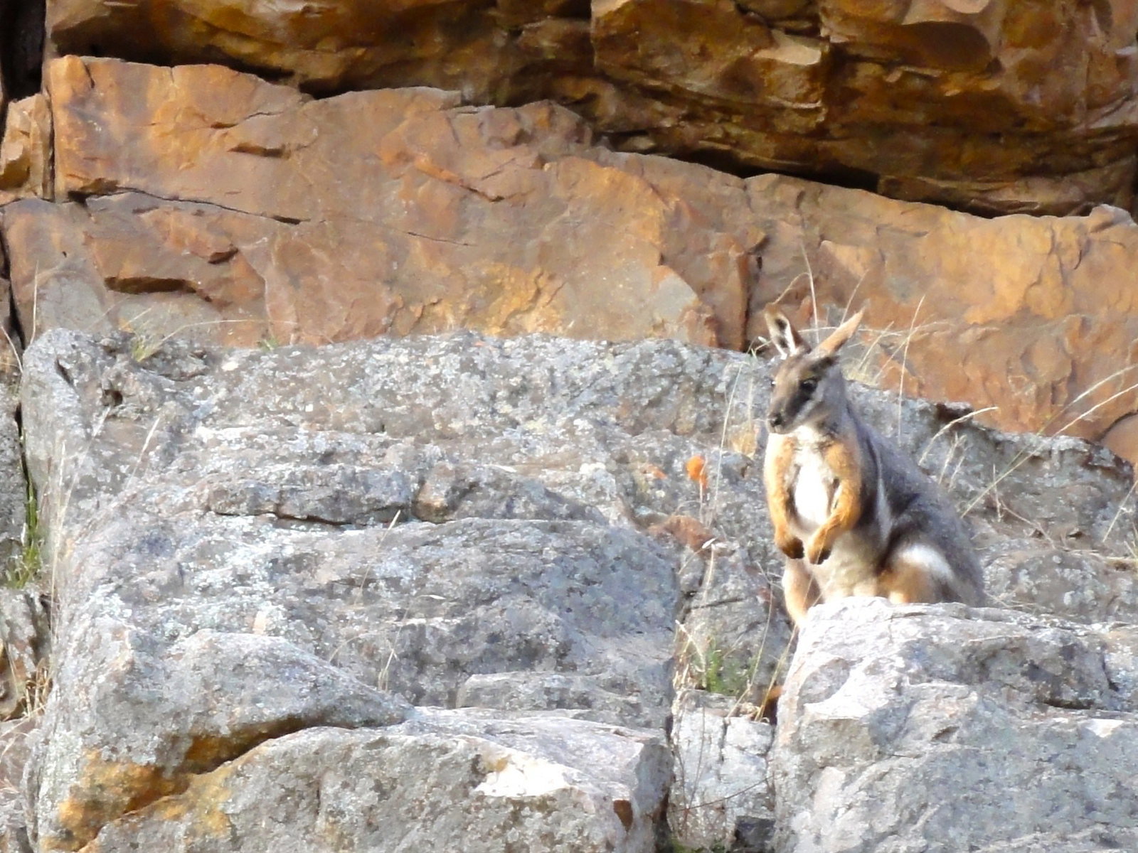Kangaroo Australia
