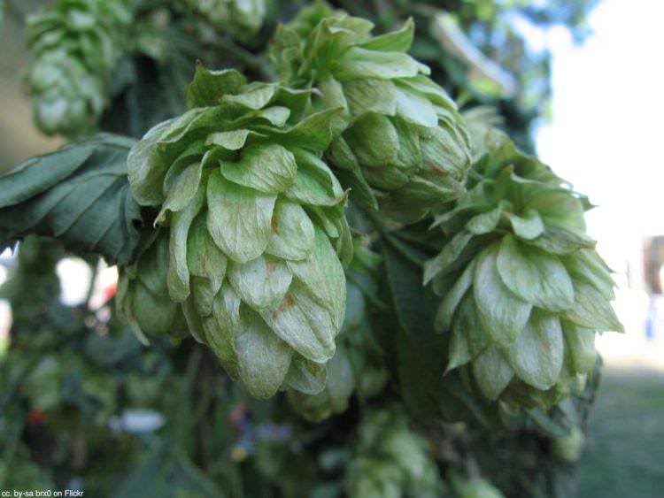 Hops at Oregon Brewers Festival