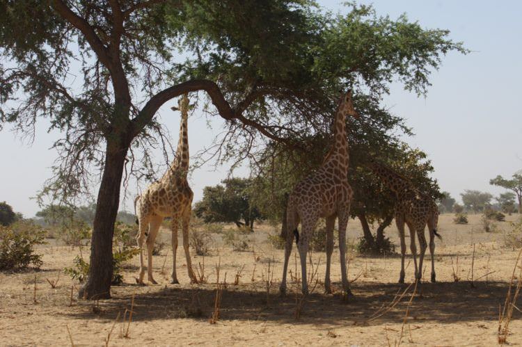 After the festival, head out in search of wildlife.
