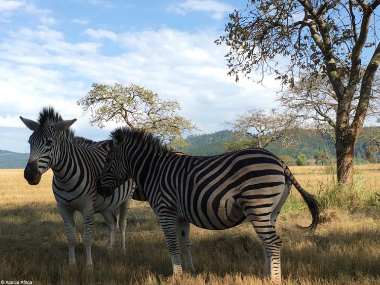 Swaziland: A safari setting like no other 5 Zebras in Swaziland, Africa