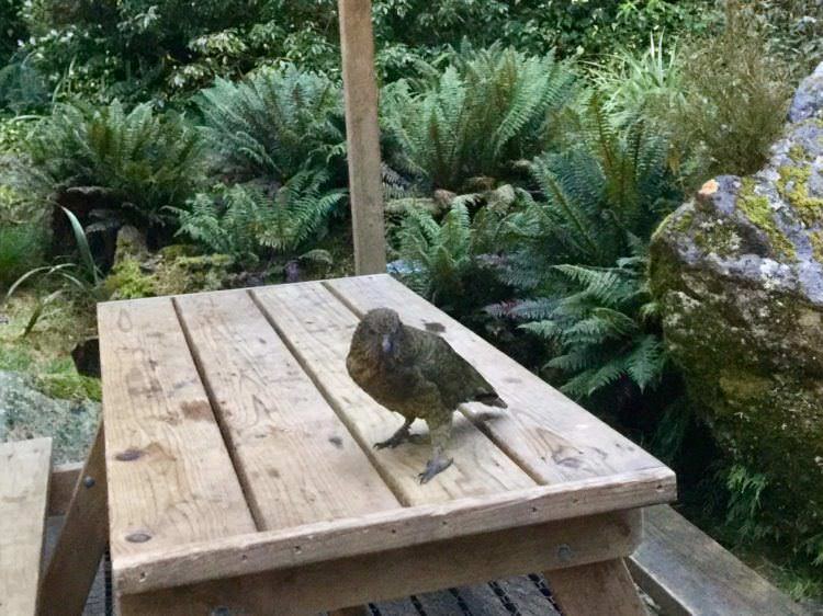 How to walk the Milford Track podcast 3 Kea on Milford track