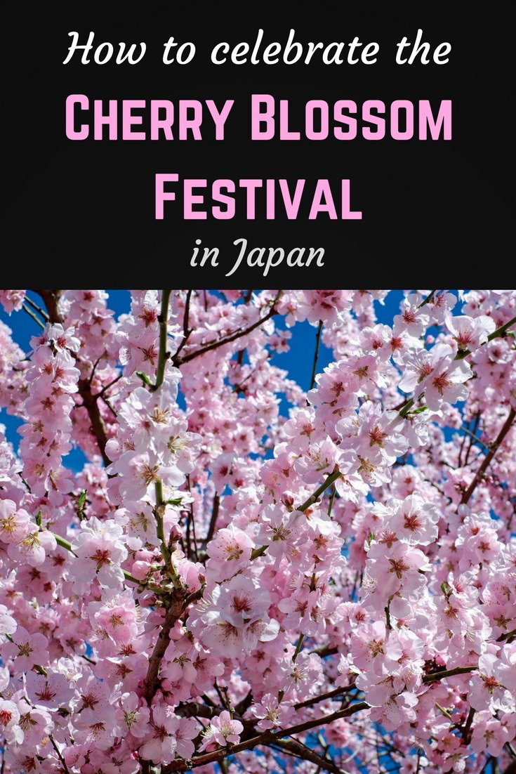 How to celebrate the Cherry Blossom Festival in Japan 5 How to celebrate the Cherry Blossom Festival in Japan Pinterest pin