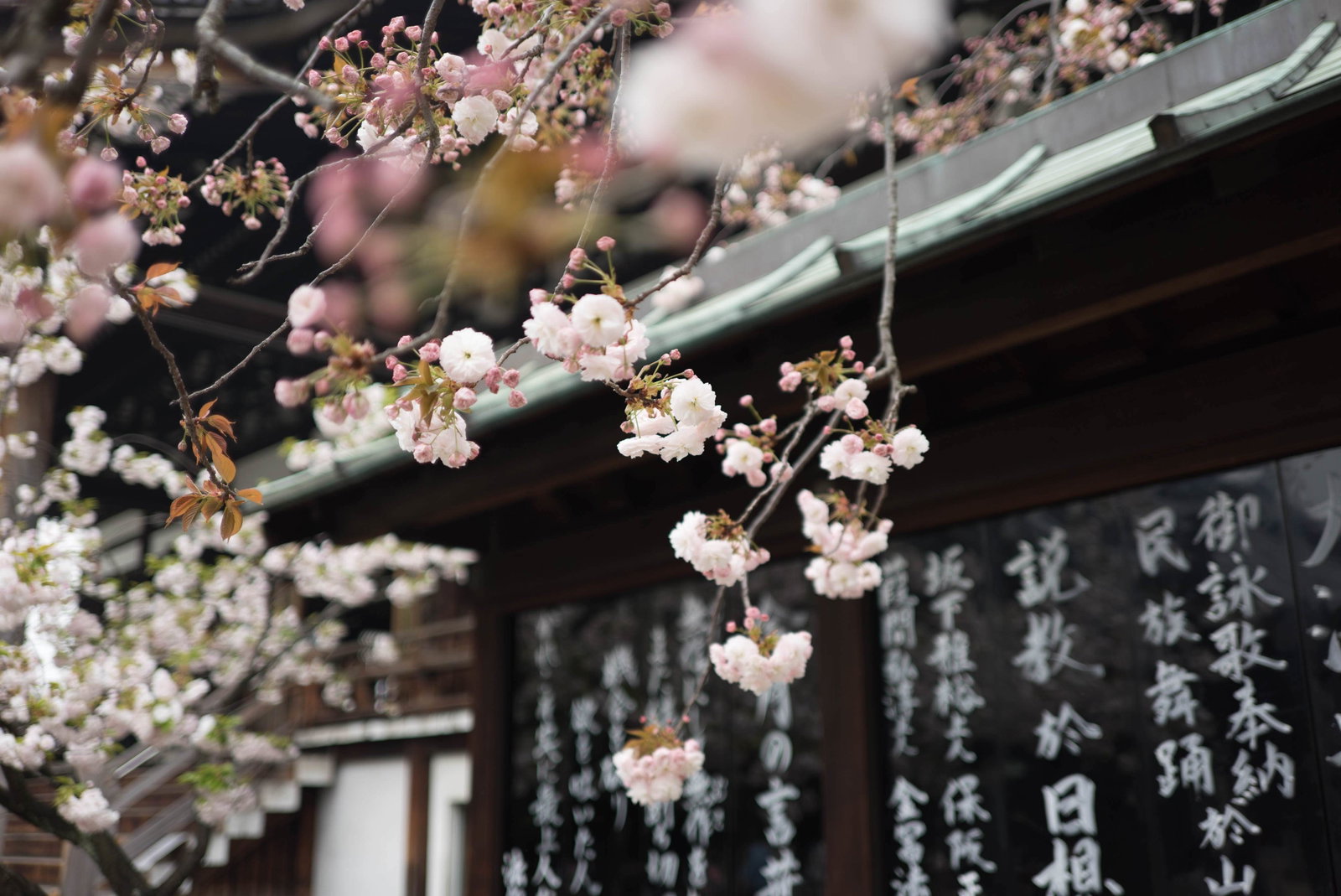 How to celebrate the Cherry Blossom Festival in Japan 3 The Cherry Blossom festival is truly memorable.