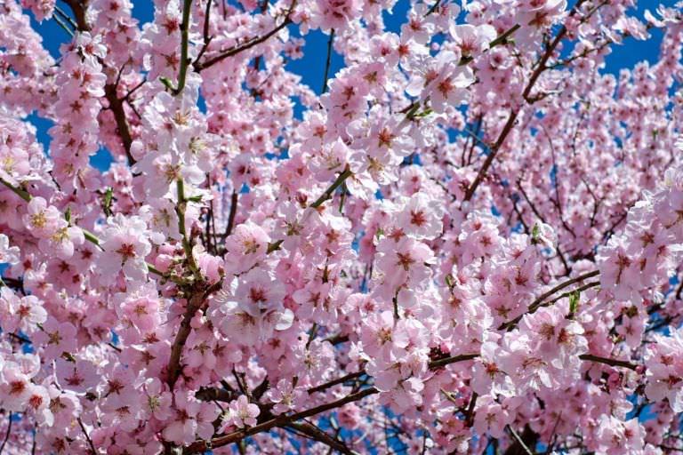 How to celebrate the Cherry Blossom Festival in Japan