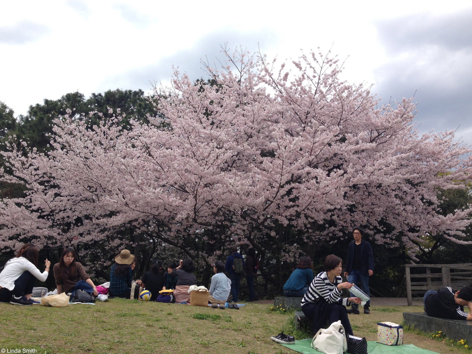 How to celebrate the Cherry Blossom Festival in Japan 1 People gather beneath the blossom to picnic and celebrate Hamami