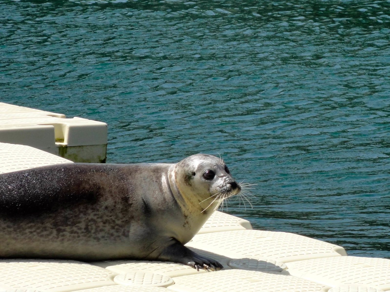 Sea lions in Coru&ntilde;a Spain