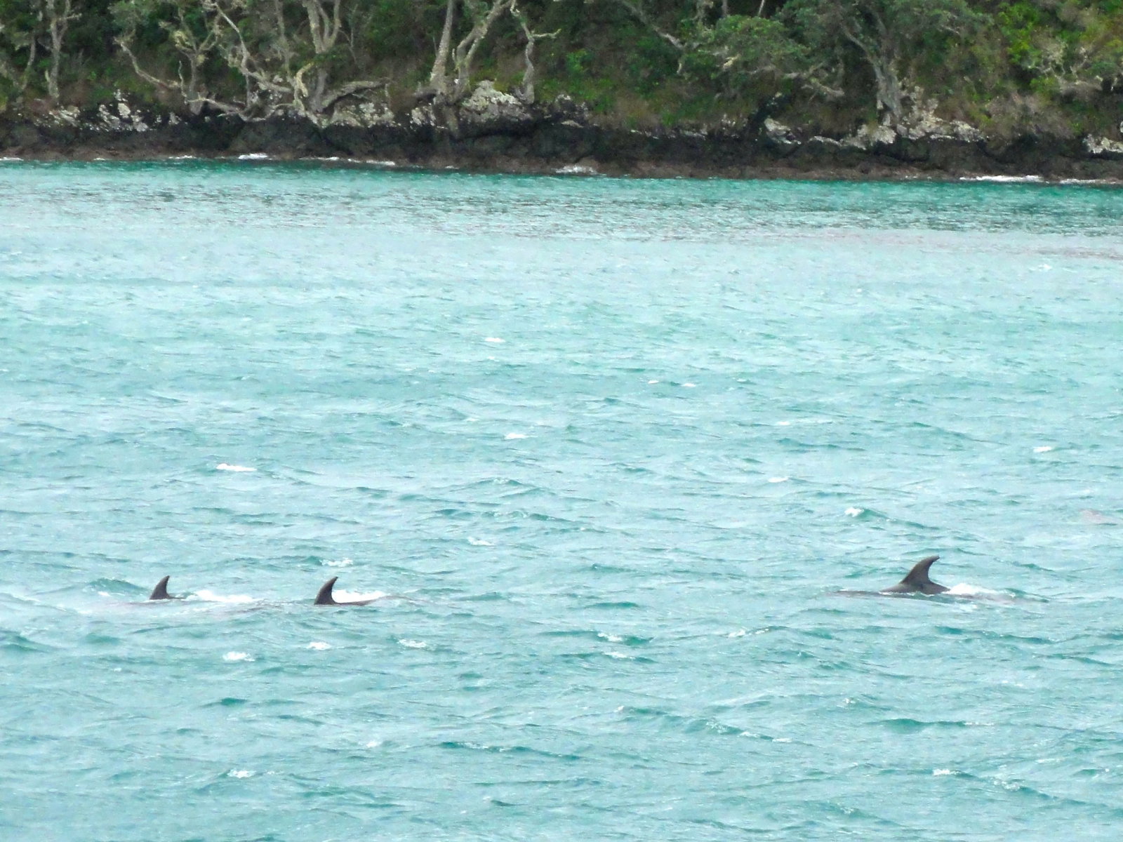 Top 5 New Zealand bays and beaches 1 Dolphins in the Bay of Islands