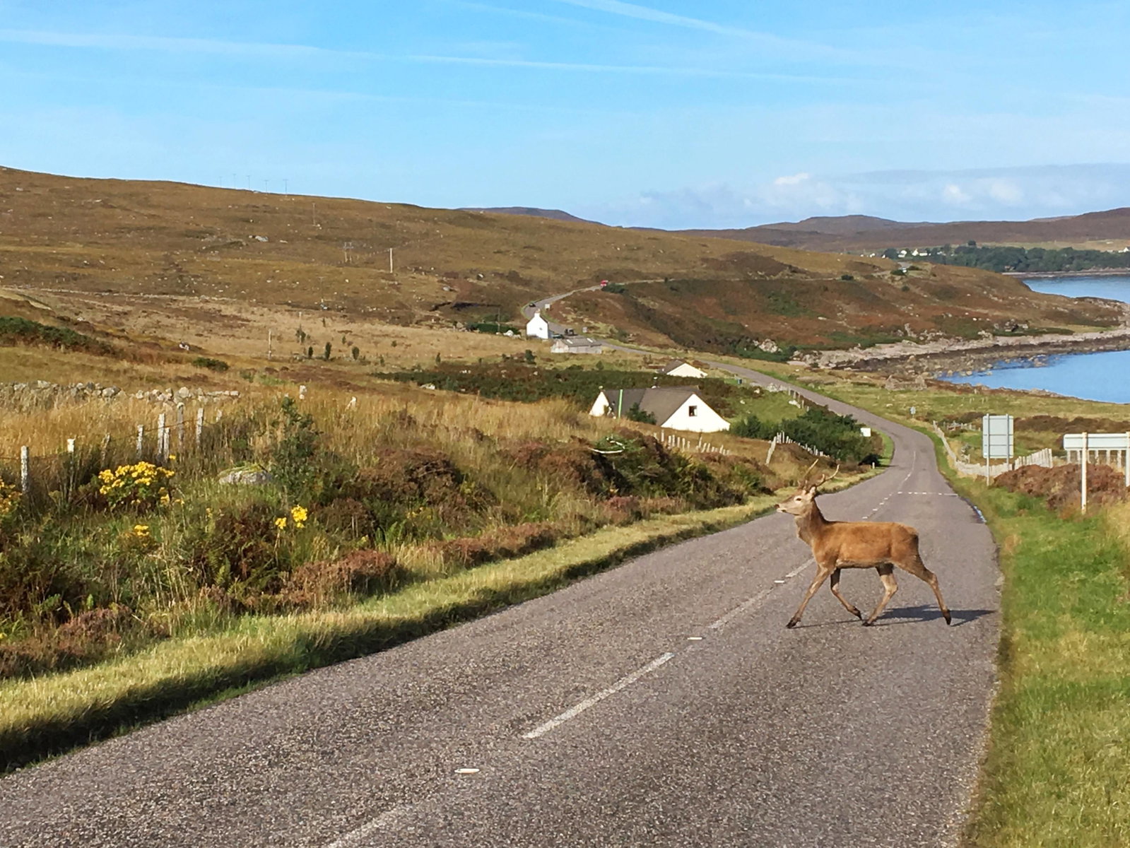 Deer in Scotland