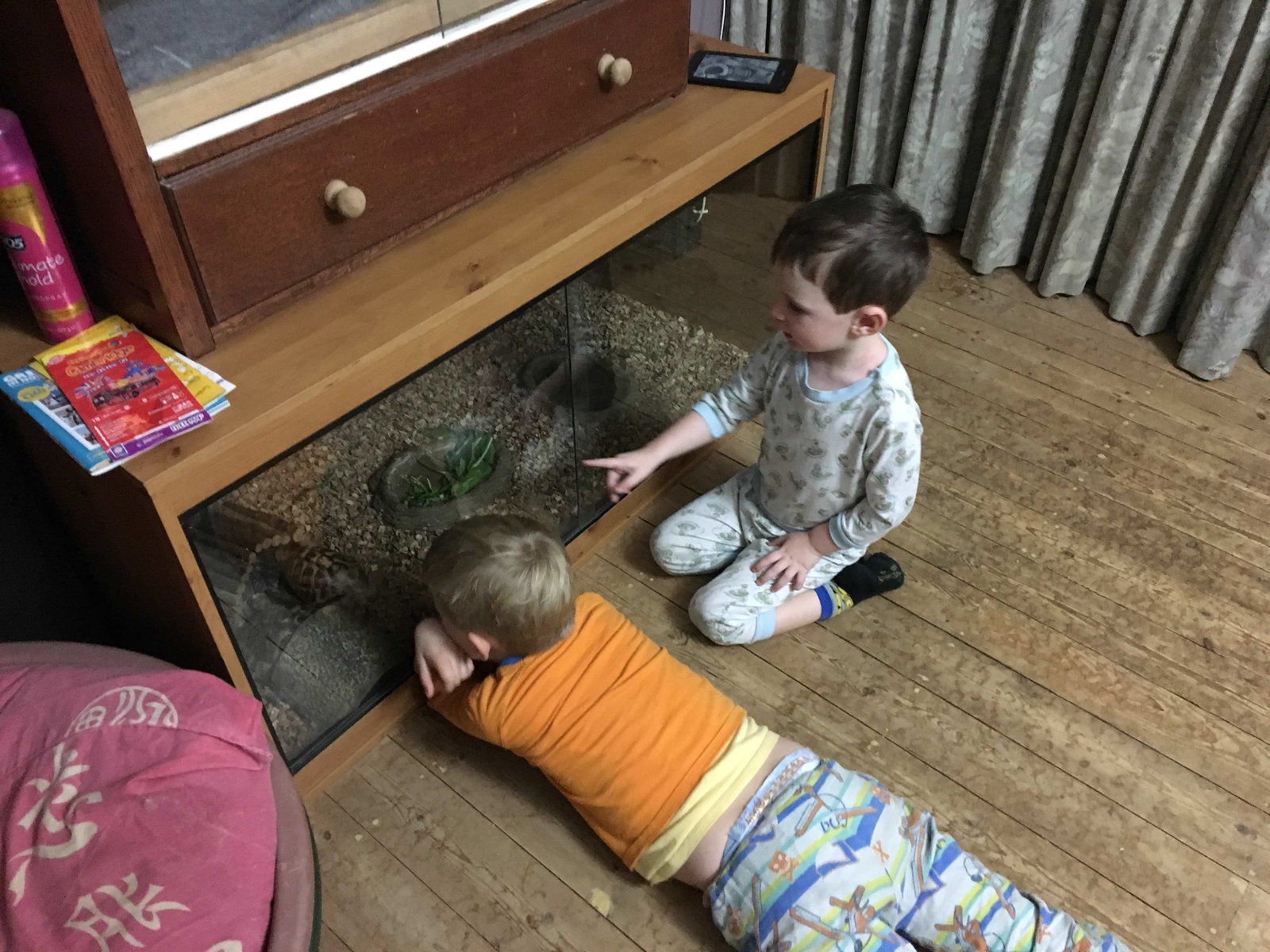 Henry Leo and tortoises