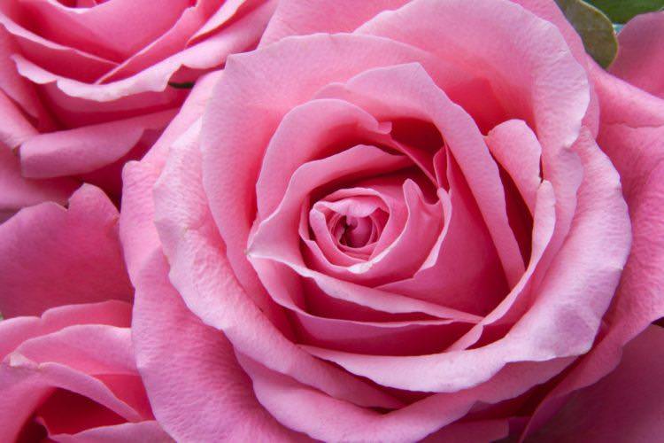 roses 194117 1920 - May festivals