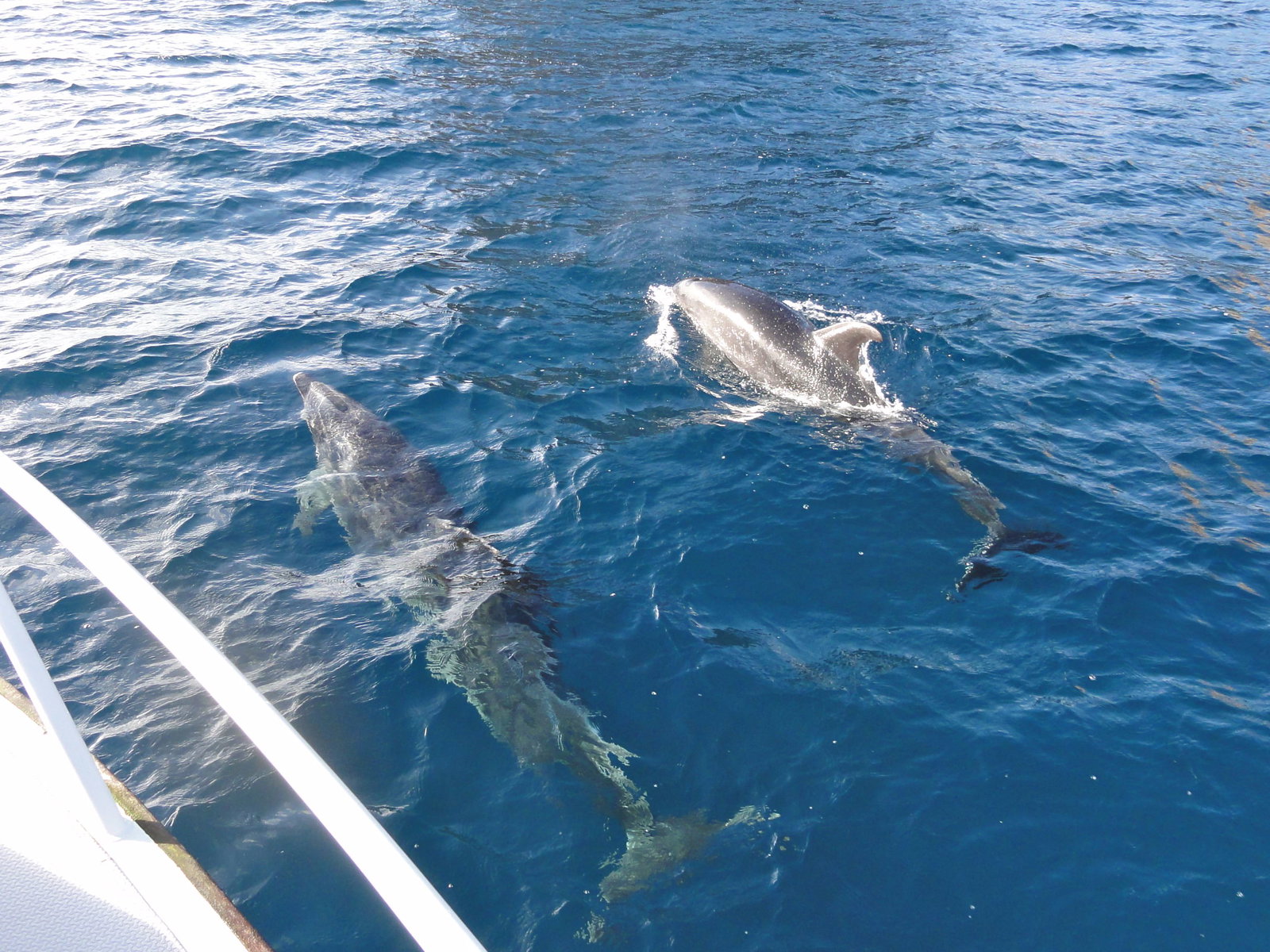 NZ Dolphins