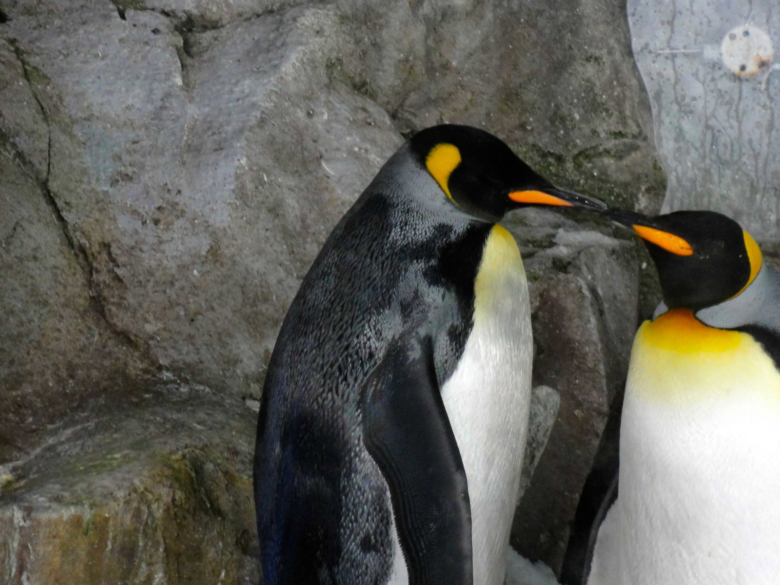 NZ penguins