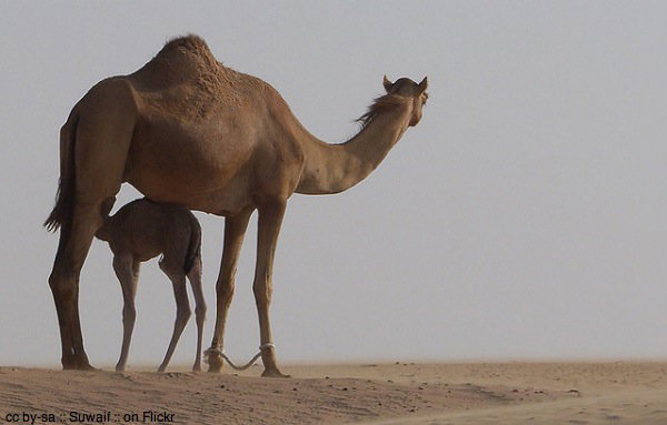 Camels in the desert by Suwaif on Flickr Camels in the desert by Suwaif on Flickr