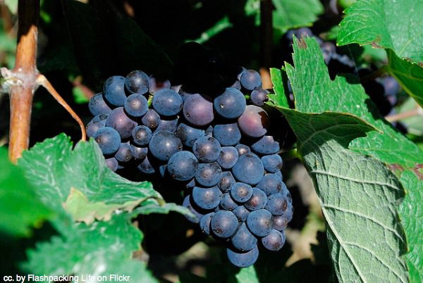 Champagne grapes Champagne grapes